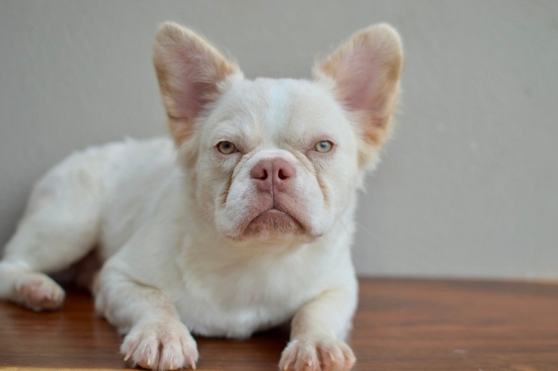 LUCIO FRENCHIE BIGROPE